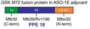Schematic showing the position of PPE 18 (Mtb39a) in the M72 GSK vaccine. Source: Brennen. Infection and Immunity 2017.