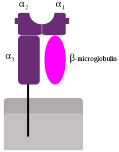 MHC Class 1