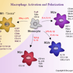 Macrophage polarisation M1 vs M2. Source: http://www.biolegend.com/NewsLegend/022311/index.htm