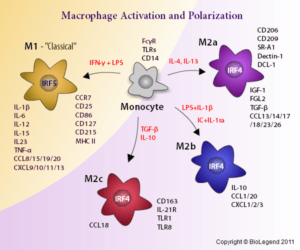 Macrophage polarisation M1 vs M2. Source: http://www.biolegend.com/NewsLegend/022311/index.htm