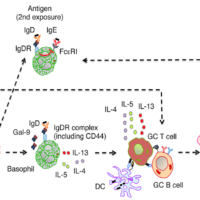 Shan et al., 2018. Graphical Abstract