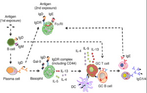 Shan et al., 2018. Graphical Abstract