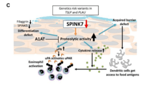 A summary of the effect of barrier gene deficiency on SPINK7 expression and a model of SPINK7 pathway in EoE. (Taken from supplementary fig 10.)