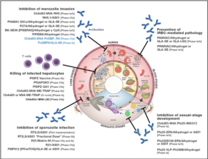 Malaria: 5 Stages for Vaccines to target (Draper SJ et al., 2018)