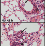 Figure 1d: Representative H&E stained sections of lung from 48 h post Nb infection. Cross-sections of larvae are indicated with an arrow. Filbey et al., 2018