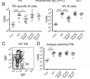 Early T cell–dependent PBs form in the absence of single dif- ferentiated CD4+ T cell subsets. (A) Identification of PE+ cells among CD90.22CD11c2F4/802Gr-12 cells (left panel) from PE-enriched spleen and lymph node samples from WT mice immunized with 2W-PE in CFA 11 d earlier. The middle and right panels show gates used to identify PE-specific PBs (B220lowIgG [H+L]high) or GC B cells (B220highCD382GL7+). (B) Numbers of PE-specific total (left panel) and GC B cells (right panel). (C) Gating and (D) numbers of IgM2IgD2 PBs. Data are expressed as the mean value and repre- sentative of two independent experiments (n = 2–6 mice/group). The p values were obtained from a one-way ANOVA and Dunnett posttest that compares all groups with the WT control group. *p , 0.05, ***p , 0.001.