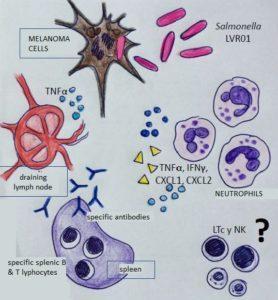 sketch of the immune mechanisms induced by the combined therapy (Source: M Vola)