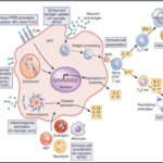 Innate Immune Responses to vaccine vectors and adjuvants (Reed, Orr and Fox, Nat Med, 2013)