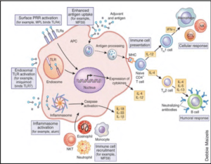 Innate Immune Responses to vaccine vectors and adjuvants (Reed, Orr and Fox, Nat Med, 2013)