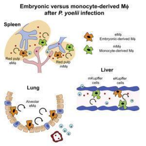 Lai et al., 2018. Graphical Abstract