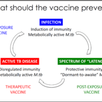M.tb vaccines: 3 different stages to target with new TB vaccines (courtesy of Elisa Nemes, UCT)