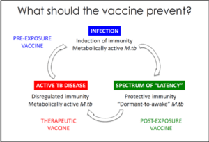 M.tb vaccines: 3 different stages to target with new TB vaccines (courtesy of Elisa Nemes, UCT)