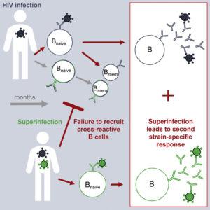 Sheward et al., 2018 Graphical Abstract.