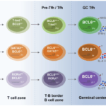 Model of IFN-γ–producing Tfh cell differentiation. In the T cell zone, once naive CD4 T cell is activated, T-bet is transiently expressed by a subset of BCL-6+/– cells. T-bet is then down-regulated by BCL-6 when it migrates into the B cell zone and GC and differentiates into mature Tfh cells. These ex–T-bet Tfh cells have the capability to produce IFN-γ in addition to IL-21 and highly express cell surface protein NKG2D. As a general hypothesis, transient induction of T-bet, GATA3, or RORγt during Tfh cell differentiation may determine the generation of IFN-γ–, IL-4–, or IL-17–producing Tfh cell subsets. However, generalization of this model requires future development of new genetic tools, including mouse strains carrying inducible Cre driven by the Gata3 or Rorc locus. (Source: Kaech 2018 JEM)