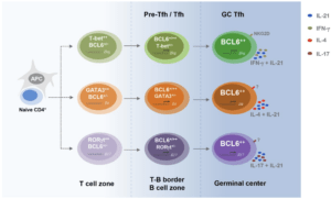 Model of IFN-γ–producing Tfh cell differentiation. In the T cell zone, once naive CD4 T cell is activated, T-bet is transiently expressed by a subset of BCL-6+/– cells. T-bet is then down-regulated by BCL-6 when it migrates into the B cell zone and GC and differentiates into mature Tfh cells. These ex–T-bet Tfh cells have the capability to produce IFN-γ in addition to IL-21 and highly express cell surface protein NKG2D. As a general hypothesis, transient induction of T-bet, GATA3, or RORγt during Tfh cell differentiation may determine the generation of IFN-γ–, IL-4–, or IL-17–producing Tfh cell subsets. However, generalization of this model requires future development of new genetic tools, including mouse strains carrying inducible Cre driven by the Gata3 or Rorc locus. (Source: Kaech 2018 JEM)