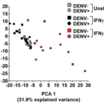 Gene expression analysis of ZIKV-specific CD8+ T cells. (A) PCA of unstimulated IFN-g2 (gray) and ZIKV-stimulated IFN-g2 (black) and IFNg+ (red). DENV pre-exposed (circles) and DENV naive (square) are also shown (