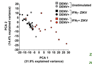 Gene expression analysis of ZIKV-specific CD8+ T cells. (A) PCA of unstimulated IFN-g2 (gray) and ZIKV-stimulated IFN-g2 (black) and IFNg+ (red). DENV pre-exposed (circles) and DENV naive (square) are also shown (