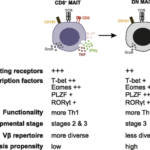 Properties and relationship of the main MAIT cell subsets. (Source: Dias et al., 2018 PNAS)