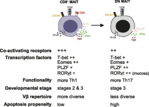 Properties and relationship of the main MAIT cell subsets. (Source: Dias et al., 2018 PNAS)