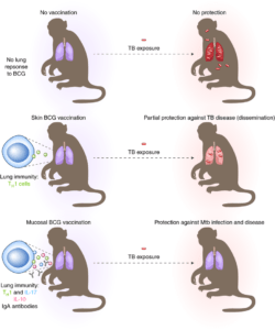 Vaccine-induced protection against Mtb infection and tB is dependent on mycobacteria- specific immune responses at the site of infection. (Source Scriba & Nemes, 2019)