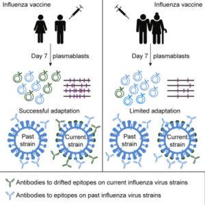 Henry et al., 2019. Graphical Abstract