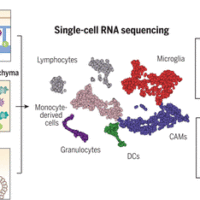 Myeloid cell diversity during neuroinflammation. The homeostatic CNS includes microglia and different CAMs. During disease, microglia clonally expand, and the transcriptomic profile of microglia and CAMs drastically change. Diverse DC and monocyte subsets simultaneously populate the CNS. The role of resident macrophages for antigen presentation is redundant, whereas DCs and/or monocyte-derived populations show high antigen-presentation capacity, pointing to their crucial role in experimental autoimmune encephalomyelitis.