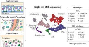 Myeloid cell diversity during neuroinflammation. The homeostatic CNS includes microglia and different CAMs. During disease, microglia clonally expand, and the transcriptomic profile of microglia and CAMs drastically change. Diverse DC and monocyte subsets simultaneously populate the CNS. The role of resident macrophages for antigen presentation is redundant, whereas DCs and/or monocyte-derived populations show high antigen-presentation capacity, pointing to their crucial role in experimental autoimmune encephalomyelitis. (Source: Jordão et al., 2019)