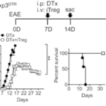 Experimental design of EAE induction and Treg adoptive transfer. Groups (n = 5∼ 8) of Foxp3DTR mice were induced for EAE as described in Materials and Methods. At disease onset (7 d postinduction), mice were treated with 1 mg of DTx alone (filled circle). Some mice received 5 3 106 Foxp3+ iTregs together with DTx (open square). The mice were daily monitored and scored for clinical diseases and survival. (Source Kim et al., Fig 1.A)