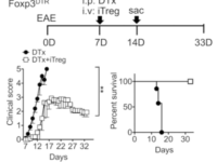 Experimental design of EAE induction and Treg adoptive transfer. Groups (n = 5∼ 8) of Foxp3DTR mice were induced for EAE as described in Materials and Methods. At disease onset (7 d postinduction), mice were treated with 1 mg of DTx alone (filled circle). Some mice received 5 3 106 Foxp3+ iTregs together with DTx (open square). The mice were daily monitored and scored for clinical diseases and survival. (Source Kim et al., Fig 1.A)