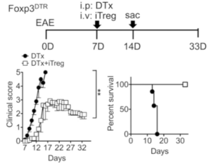 Experimental design of EAE induction and Treg adoptive transfer. Groups (n = 5∼ 8) of Foxp3DTR mice were induced for EAE as described in Materials and Methods. At disease onset (7 d postinduction), mice were treated with 1 mg of DTx alone (filled circle). Some mice received 5 3 106 Foxp3+ iTregs together with DTx (open square). The mice were daily monitored and scored for clinical diseases and survival. (Source Kim et al., Fig 1.A)