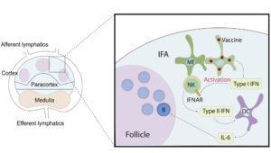 Farsakoglu et al., Graphical Abstract (Source: Farsakoglu et al., 2019 Cell Reports)