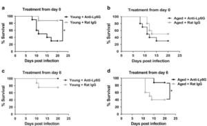 Fig.1 Neutrophil depletion at the end of the first week p.i. (postinfection) enhances survival in aged mice. a Young mouse were administered a neutrophil-depleting monoclonal antibody just prior to inoculation with influenza virus and following infection (as described in Materials and methods) and survival was monitored. Compared to isotype control treated mice, neutrophil-depleted young mice exhibited a significant increase in mortality. *P < 0.05 (Log rank), n = 8–10 per group. b Aged mice were treated per a and survival postinfection was monitored. P value between neutrophil-depleted and control group, P=0.23 (Log-Rank). n=8–10 per group. c Young mice were administered a neutrophil-depleting antibody at day +6 p.i., then intermittently until day +12 p.i. (as described in Materials and methods) and compared to isotype control treated, young infected mice. *P = 0.10 (Log-rank), n = 8–10 per group. d Aged mice were treated according to c and survival was measured postinfection. Aged neutrophil-depleted mice exhibited a significant increased survival as compared to the control group. *P < 0.05 Log-rank, n = 8–10 per group 