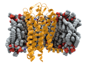 CCR5 receptor (yellow, based on PDB 4MBS) in cell membrane (grey, modeled)(Source: Wikimedia, Author: Thomas Splettstoesser)