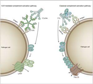 Comparison of the complement activation pathway of jawed and jawless vertebrates. In jawed vertebrates, the classical activation pathway of the complement system is triggered by antigen-antibody complex. The binding of complement C1 to the Fc region of the antibody initiates the complement activation pathway, and C4, C2 and C3 are then successively cleaved and activated. Finally, a subunit composition of C5b-C6-C7-C8-polyC9 forms the MAC that initiates the lysis of the target cells. In jawless vertebrates, the VLR-mediated complement pathway is triggered by antigen-VLR complex and C1q molecules. During this complement activation process, C3 is cleaved and activated. Finally, LPFP is recruited to form a pore complex on the membrane of target cells, resulting in the target cell lysis. Together, the two parallel complement pathways achieve similar cytotoxicity. (Source: Wu