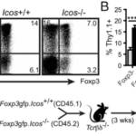 Induction of Il10 in intestinal CD4 T cells independent of ICOS. (A) LI lamina propria CD4 T cells from 10BiT and 10BiT.Icos2/2 mice were examined for coexpression of Thy1.1 and Foxp3. (B and C) Graphs summarizing frequencies and mean fluorescence intensity, respectively, of Thy1.1+ cells among Foxp32, Foxp3+, and total CD4 T cells as shown in (A). (D) LI lamina propria Foxp3-gated CD4 T cells from 10BiT and 10BiT.Icos2/2 mice were examined for coexpression of Helios and Thy1.1. (E and F) Graphs summarizing frequencies and mean fluorescence intensity of Thy1.1+ cells among Helios2, Helios+, and total Foxp3+ T cells. (G) Schematic overview of thymocyte transfer experiment. CD4 single-positive Foxp32 thymocytes were FACS-sorted from congenically marked wild-type (CD45.1) and Icos2/2 (CD45.2) 10BiT.Foxp3 mice and transferred to Tcrbd2/2 recipients. After 3 wk, donor CD4+TCRb+ cells from the LI lamina propria were analyzed by FACS. (Source: Launduyt et al., 2019)