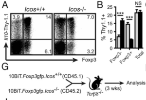 Induction of Il10 in intestinal CD4 T cells independent of ICOS. (A) LI lamina propria CD4 T cells from 10BiT and 10BiT.Icos2/2 mice were examined for coexpression of Thy1.1 and Foxp3. (B and C) Graphs summarizing frequencies and mean fluorescence intensity, respectively, of Thy1.1+ cells among Foxp32, Foxp3+, and total CD4 T cells as shown in (A). (D) LI lamina propria Foxp3-gated CD4 T cells from 10BiT and 10BiT.Icos2/2 mice were examined for coexpression of Helios and Thy1.1. (E and F) Graphs summarizing frequencies and mean fluorescence intensity of Thy1.1+ cells among Helios2, Helios+, and total Foxp3+ T cells. (G) Schematic overview of thymocyte transfer experiment. CD4 single-positive Foxp32 thymocytes were FACS-sorted from congenically marked wild-type (CD45.1) and Icos2/2 (CD45.2) 10BiT.Foxp3 mice and transferred to Tcrbd2/2 recipients. After 3 wk, donor CD4+TCRb+ cells from the LI lamina propria were analyzed by FACS. (Source: Launduyt et al., 2019)