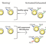 Diagram depicting the hypothesized differential progression of IR expression due to healthy aging vs. ART-suppressed HIV infection. (Source:Belkina et al., 2019 Fig 3D)