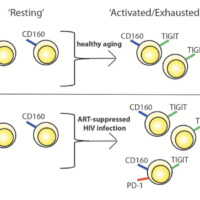 Diagram depicting the hypothesized differential progression of IR expression due to healthy aging vs. ART-suppressed HIV infection. (Source:Belkina et al., 2019 Fig 3D)