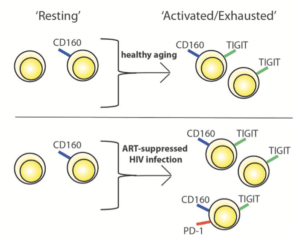 Diagram depicting the hypothesized differential progression of IR expression due to healthy aging vs. ART-suppressed HIV infection. (Source:Belkina et al., 2019 Fig 3D)