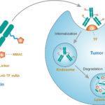 Mechanism of action of tisotumab vedotin (Source: https://www.creativebiolabs.net/tisotumab-vedotin-overview.htm)