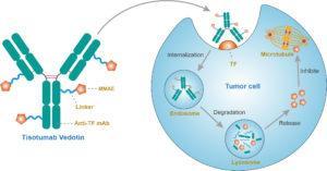 Mechanism of action of tisotumab vedotin (Source: https://www.creativebiolabs.net/tisotumab-vedotin-overview.htm)