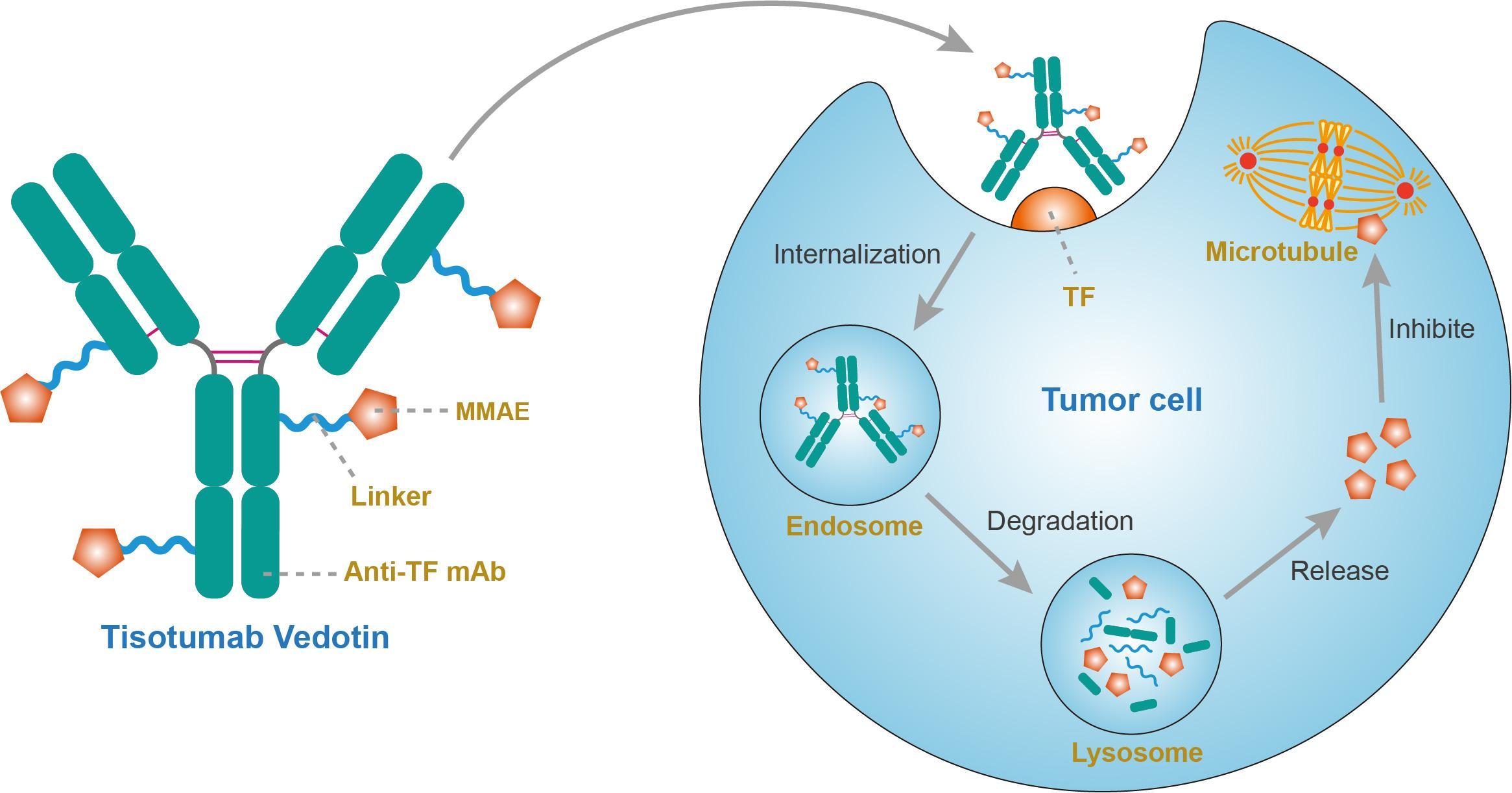 A first-in-human antibody–drug conjugate: Hope for patients with advanced solid tumours? | Immunopaedia