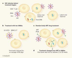  Targeting HIV. a, When a person is infected with HIV, the protein Env on the viral surface can bind to receptors on immune cells called CD4+ T cells. This interaction enables the virus to enter the cell, undergo DNA synthesis using the viral RNA template, and become inserted into the host-cell genome. Cells that are actively making virus using these inserted copies of viral DNA are called the active viral reservoir, and virus particles are released from such cells after viral replication. However, some cells that have viral DNA insertions might be in a ‘dormant’ state that does not actively produce virus and instead forms what is known as the latent viral reservoir; these cells might give rise to virus production in the future. b, Bar-On et al.3 report the results of a clinical trial that tested whether the introduction of two antibodies, 3BNC117 and 10-1074, which are a type of antibody known as a broadly neutralizing antibody (bNAb), can lower the blood levels of HIV in people who haven’t received HIV treatment. The two antibodies bind to separate sites on Env, and prevent the virus from binding and infecting immune cells. c, The standard treatment for HIV infection is known as antiretroviral therapy (ART), and consists of a daily dose of drugs that block steps in viral replication. d, Mendoza et al.2 report a clinical trial that tested whether 3BNC117 and 10-1074 can lower virus levels in the bloodstream of people who temporarily stop receiving ART. The results of both studies are encouraging, indicating that the use of two bNAbs can lower virus levels for a time. (Source: Haigood Nature 2018)