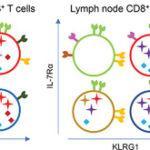 Functional CD8+ T‐cell populations among acute phase effector cells and memory cells can be distinguished by differences in the expression of IL‐7Rα and KLRG1. Cells with a IL‐7Rαlo/KLRG1hi phenotype, previously defined as short‐lived effector cells in mice, persist long after the acute phase of primary CMV infection in humans.