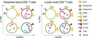 Functional CD8+ T‐cell populations among acute phase effector cells and memory cells can be distinguished by differences in the expression of IL‐7Rα and KLRG1. Cells with a IL‐7Rαlo/KLRG1hi phenotype, previously defined as short‐lived effector cells in mice, persist long after the acute phase of primary CMV infection in humans.