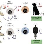 Pujol et al., 2019. Brucella canis induces canine CD4+ T cells multi-cytokine Th1/Th17 production via dendritic cell activation. Comparative Immunology, Microbiology and Infectious Diseases.