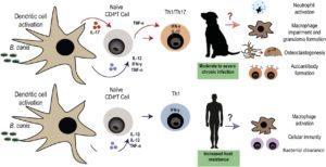 Pujol et al., 2019. Brucella canis induces canine CD4+ T cells multi-cytokine Th1/Th17 production via dendritic cell activation. Comparative Immunology, Microbiology and Infectious Diseases.