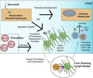Graphical Abstract. Source: Kurup et al., Cell Host & Microbe