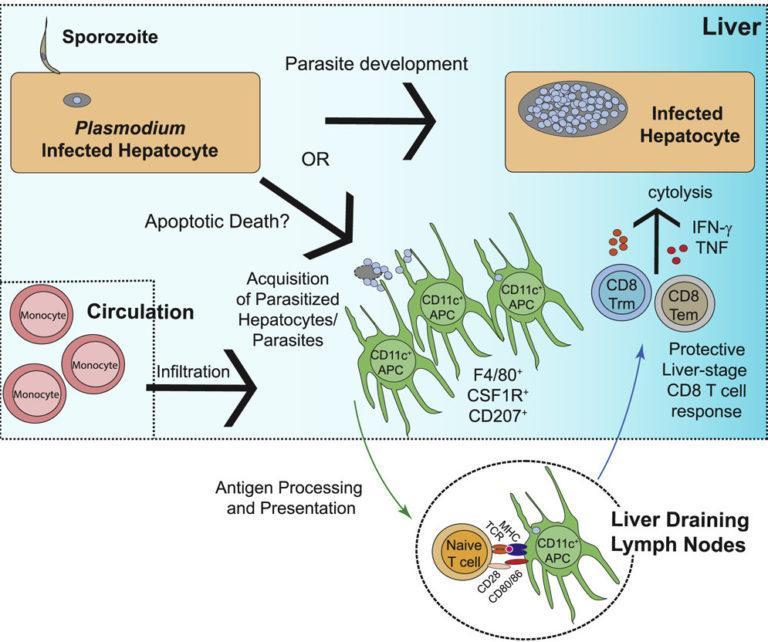 How are CD8 responses against the malaria liver stage antigens primed ? Immunopaedia