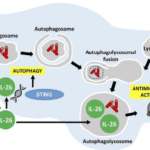 Graphical abstract demonstrating the antimicrobial activity of IL-26 against intracullar bacteria like M.leprae: IL-26 is able to colocalize with M.leprae in infected human monocyte-derived-macrophages. IL-26 may also promotes intracellular killing by promoting phagolysosomal fusion. By binding to the DNA of dead cells, IL-26 allows the cytoplasmic DNA receptor STING to bring about autophagy. (Source: Dan et al., JCI 2019)